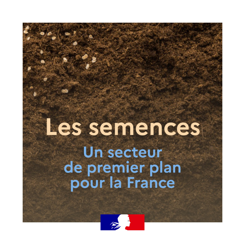 Agri_Gouv's tweet photo. Maillon essentiel de l’agriculture d’aujourd’hui et de demain, les semences sont à la base de notre agriculture et de notre alimentation 🌱 Retrouvez toutes les informations importantes et #ChiffresClés 🗝 dans votre #JeudiInfographie 👇