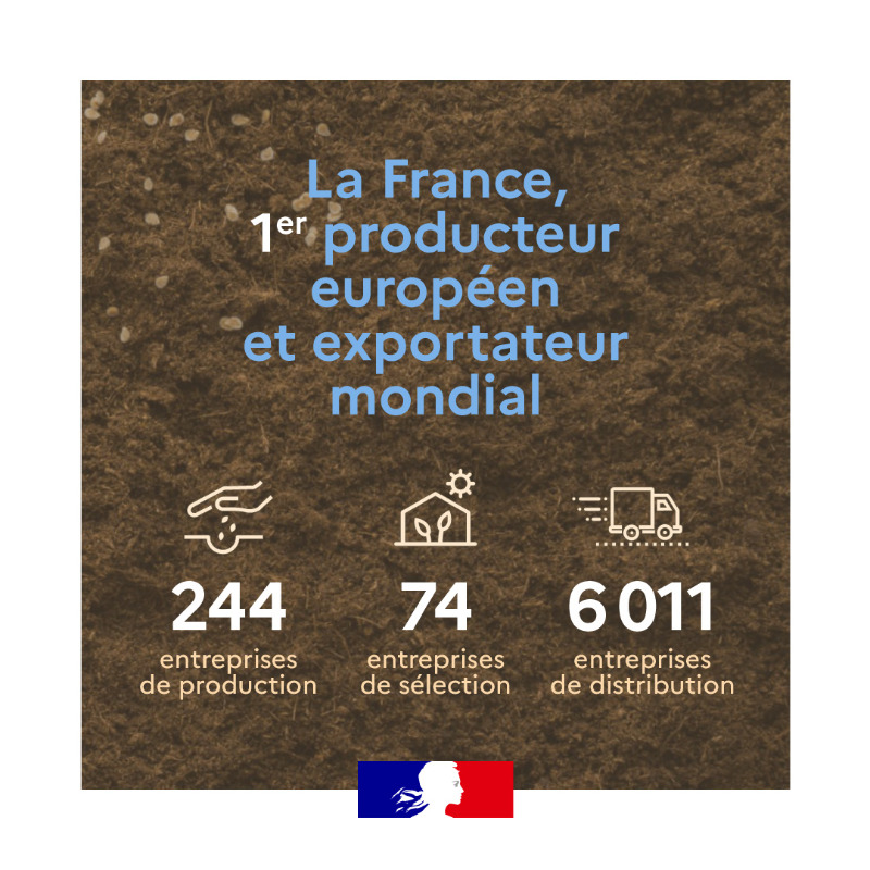 Agri_Gouv's tweet photo. Maillon essentiel de l’agriculture d’aujourd’hui et de demain, les semences sont à la base de notre agriculture et de notre alimentation 🌱 Retrouvez toutes les informations importantes et #ChiffresClés 🗝 dans votre #JeudiInfographie 👇