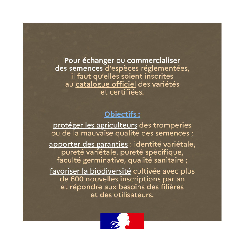Agri_Gouv's tweet photo. Maillon essentiel de l’agriculture d’aujourd’hui et de demain, les semences sont à la base de notre agriculture et de notre alimentation 🌱 Retrouvez toutes les informations importantes et #ChiffresClés 🗝 dans votre #JeudiInfographie 👇