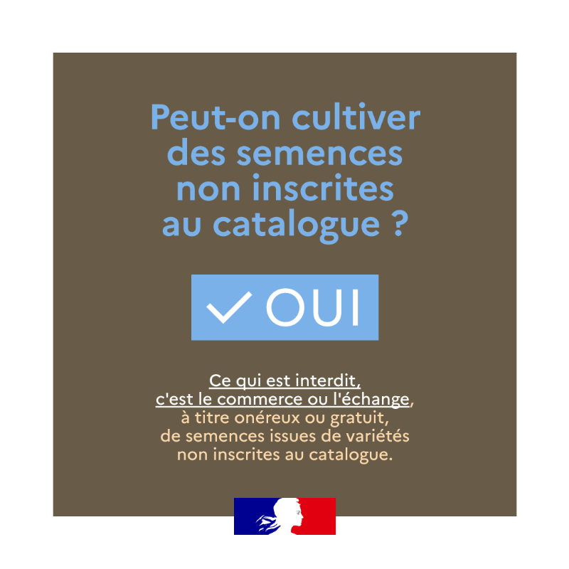 Agri_Gouv's tweet photo. Maillon essentiel de l’agriculture d’aujourd’hui et de demain, les semences sont à la base de notre agriculture et de notre alimentation 🌱 Retrouvez toutes les informations importantes et #ChiffresClés 🗝 dans votre #JeudiInfographie 👇