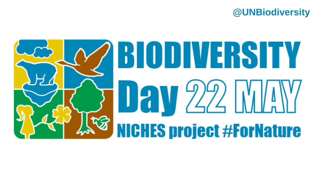 NICHES Project (@niches_project) on Twitter photo 🇪🇺 NICHES project celebrates #EU #BiodiversityDay together with <a href="/UNBiodiversity/">UN Biodiversity</a>! 🌻🐞
🌿 Biodiversity is the foundation of all life on our #planet and fostering it can help solve several of humanity's current challenges 📈
#ForNature 🇪🇺 NICHES project celebrates #EU #BiodiversityDay together with <a href="/UNBiodiversity/">UN Biodiversity</a>! 🌻🐞
🌿 Biodiversity is the foundation of all life on our #planet and fostering it can help solve several of humanity's current challenges 📈
#ForNature