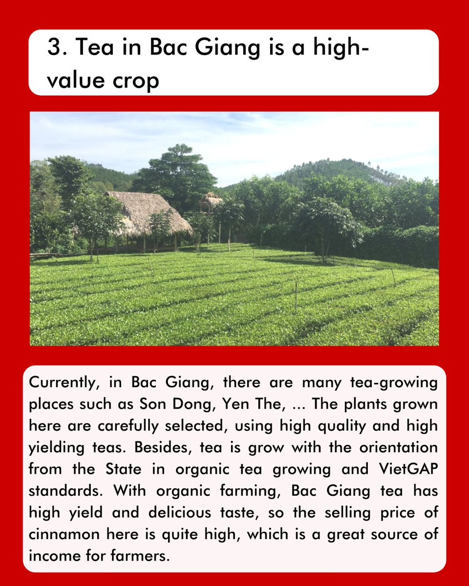 vihabavietnam's tweet photo. SHADES OF VIETNAM
Bac Giang - Potential land for organic tea development (P2)
Agriculture in Bac Giang is famous for many crops such as litchi, oranges, and tea, …
#shadesofvietnam #vietnam #vihaba #tea #teahill #teahills #growtea #teatime #vietnamtravel #explore #travel https://t.co/LfItR29JkZ