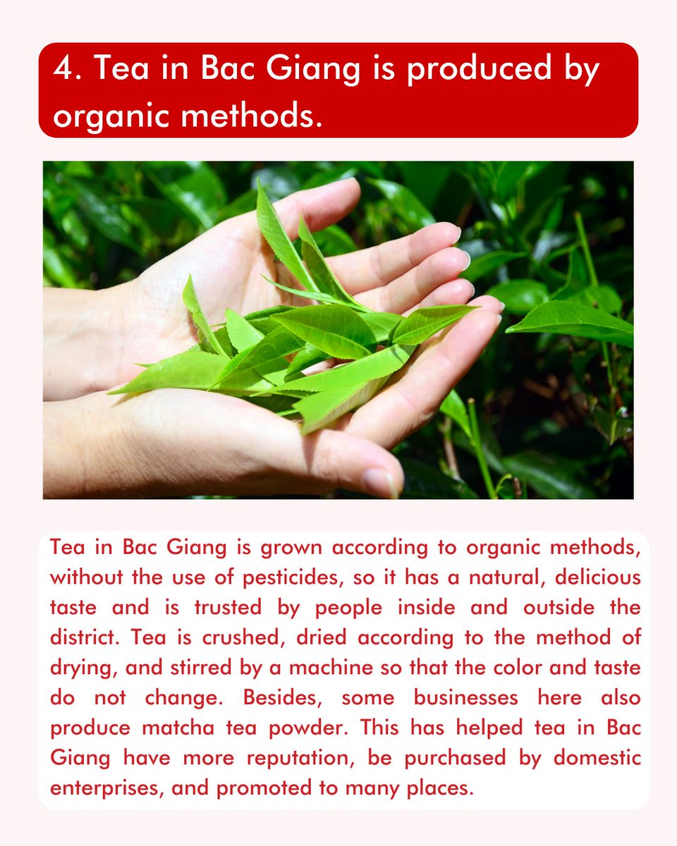 vihabavietnam's tweet photo. SHADES OF VIETNAM
Bac Giang - Potential land for organic tea development (P2)
Agriculture in Bac Giang is famous for many crops such as litchi, oranges, and tea, …
#shadesofvietnam #vietnam #vihaba #tea #teahill #teahills #growtea #teatime #vietnamtravel #explore #travel https://t.co/LfItR29JkZ