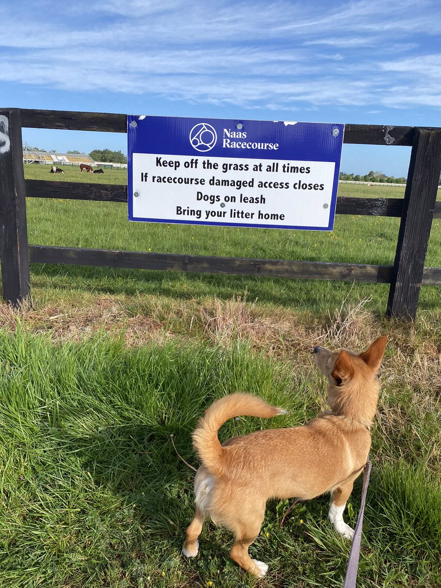 zoom_dog1's tweet photo. Zoom reading the sign, but doesn’t believe me 😂 #dog #dogreading https://t.co/LhKSHcs7bw