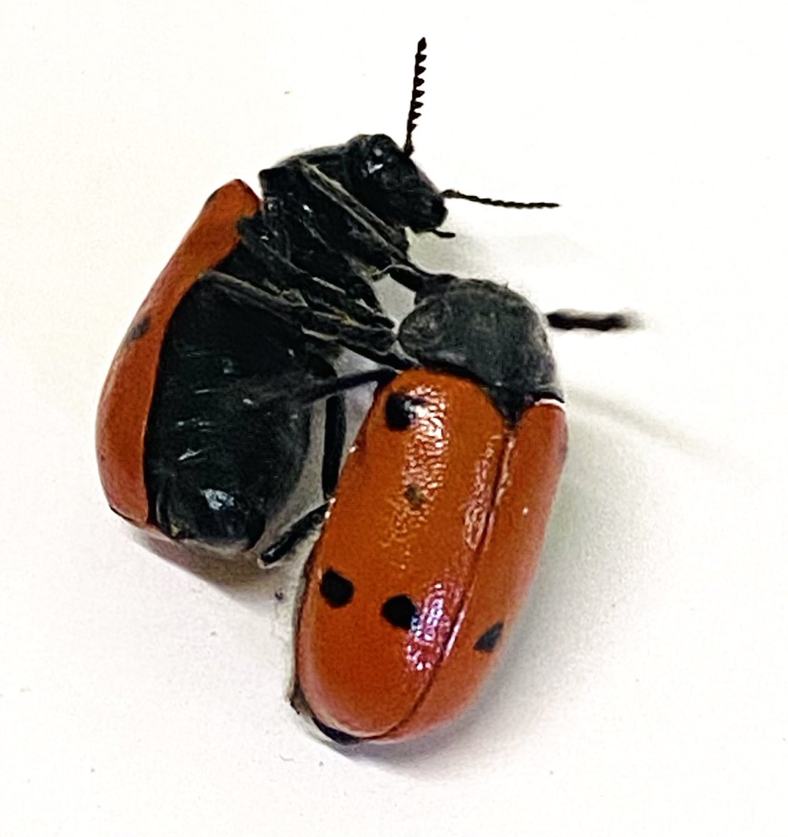 CiracRosana's tweet photo. Clitra, este coleóptero lo considerábamos una plaga asociada al #pistacho, aunque cada año lo vemos más frecuentemente en plantaciones de almendros, olivos y frutales pudiendo ocasionarnos graves daños. 🐞 👀 @redfaragon #ATRIABajoAragon https://t.co/cQ7dg2fcb6