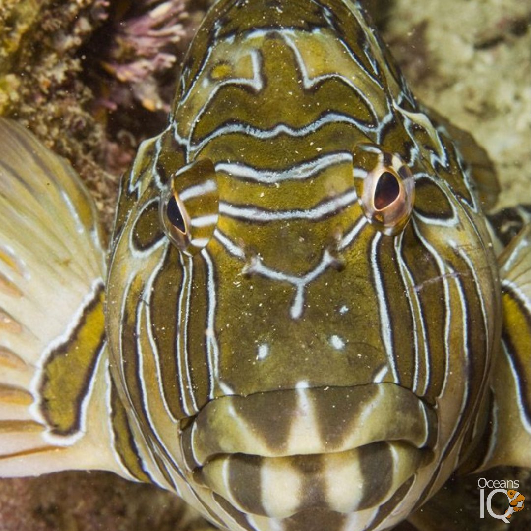 OceansIQ's tweet photo. I'm a Giant Hawkfish!

I'm 60cm long (the biggest in my family) and my big size is matched by my appetite.

If you're ever in Mexico keep a look out for me lurking within coral reefs close to shore. 

#GiantHawkfish #EyeSpy #Fish #SciComm #OceansIQ https://t.co/wf1FvcOIGQ