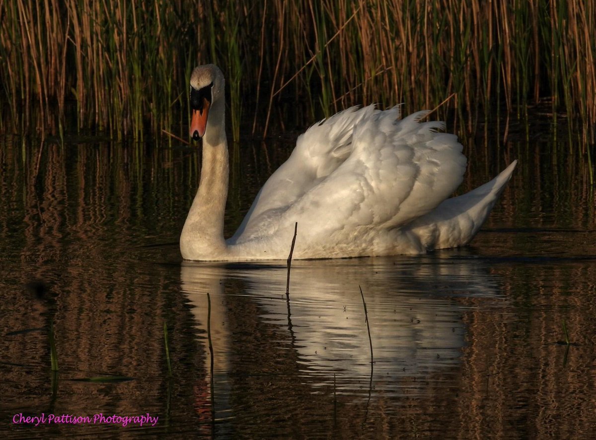 cherylpattison2's tweet photo. Late evening with the Swans.
#nikon #cherylpattisonphotography #swans #nature https://t.co/dYaRXqHt6J