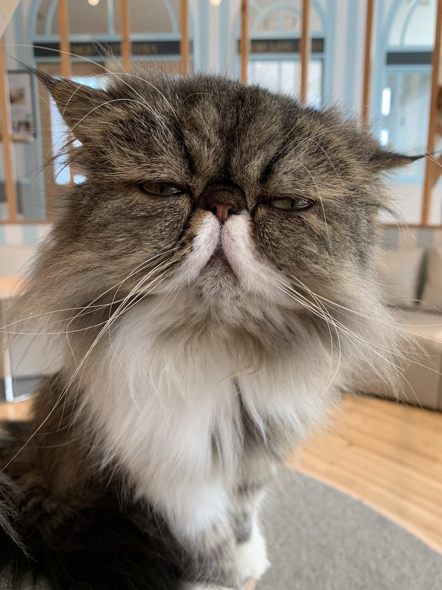 最高の猫カフェ行ってきた よん太のイラスト