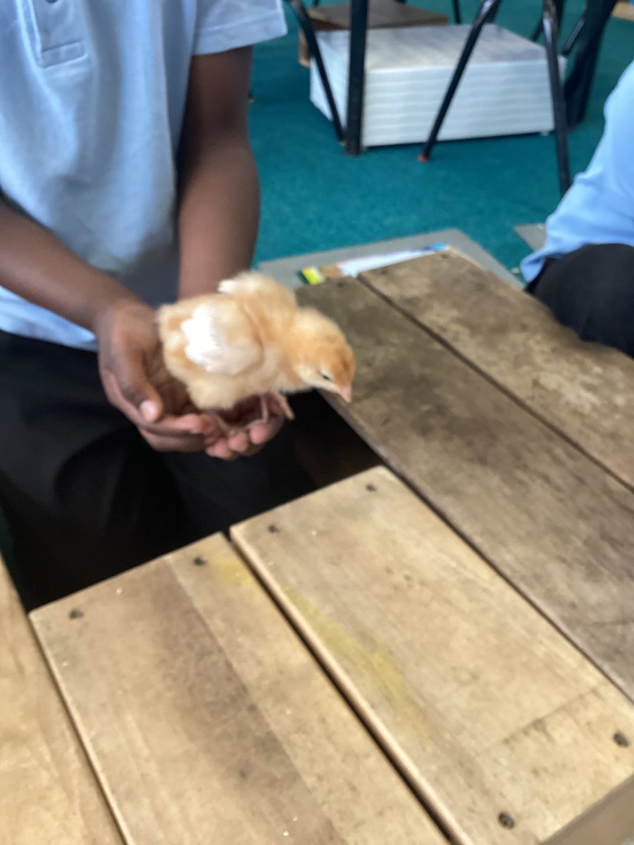 DolphinsBCP's tweet photo. It has been a chick holding kind of morning. Lots of washing hands afterwards of course. https://t.co/g0rir97E9l