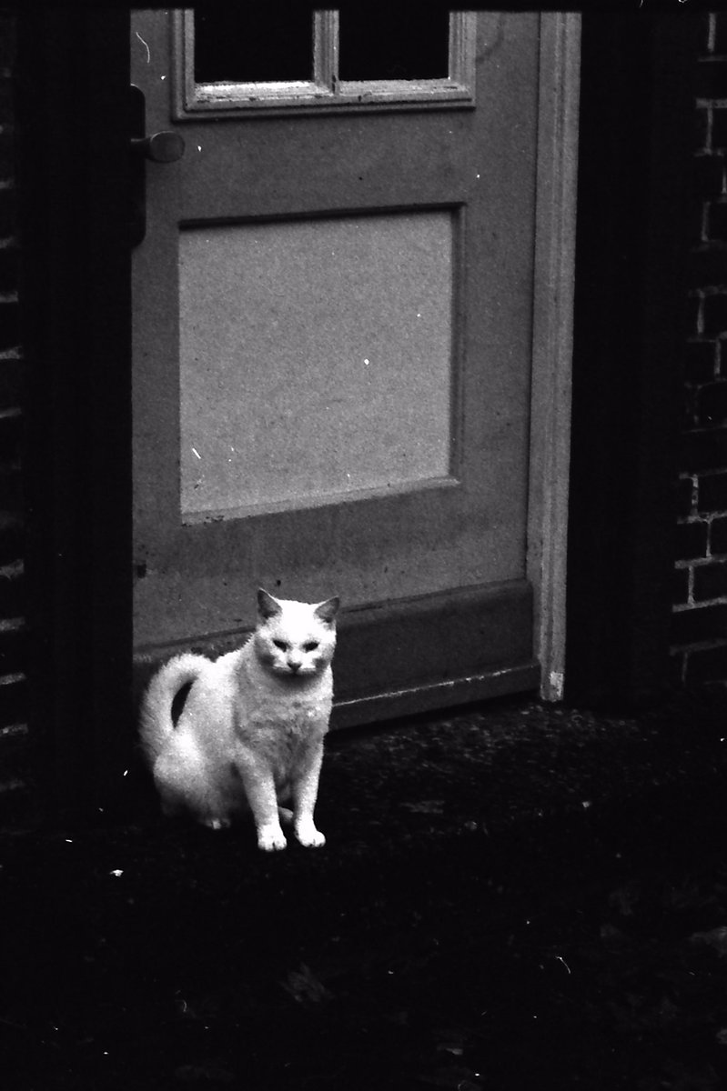 „little white cat“

Leica M2 
Voigtländer 50mm f1.5
Kodak TX-400

#fineartphotography #leica #leicaphotography #35mmfilm #bnw #blackandwhitephotography #blackandwhite #filmphotography #monochrome #street #streetphotography #citylife #documentary