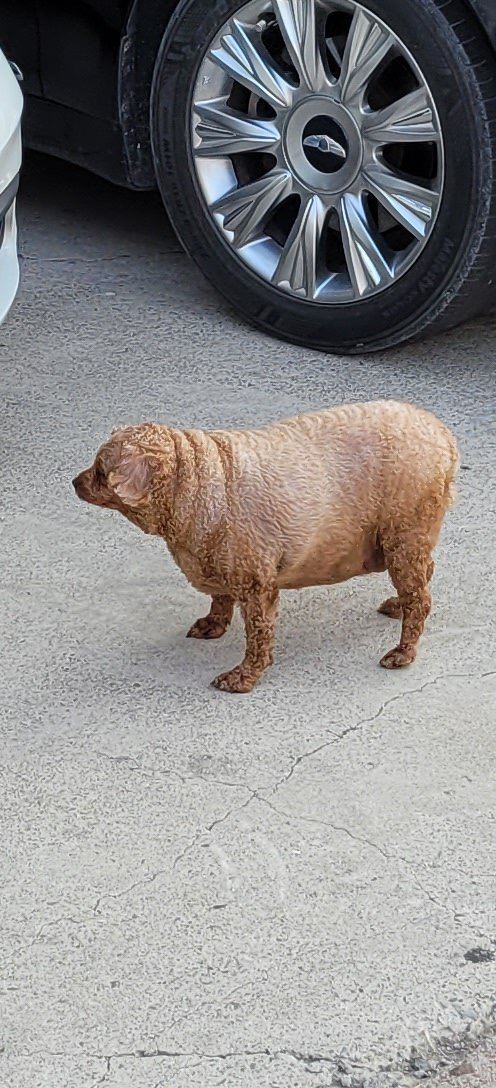 산책갔다가 푸들봤는데 완전 뚱띠
사진에선 더 말라뷔는데 실물은 개뚱띠...