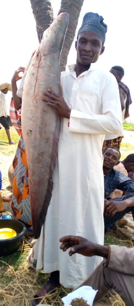 lifeinarewa's tweet photo. Fish from Juluri town of Yobe State in Bursari local government. #LifeinArewa https://t.co/X6nWfPwiAg