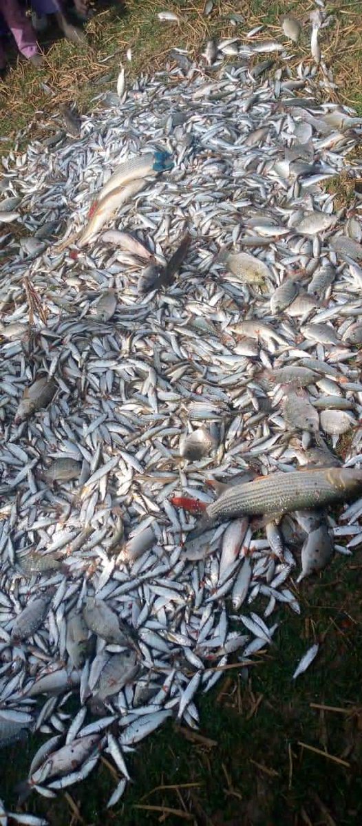 lifeinarewa's tweet photo. Fish from Juluri town of Yobe State in Bursari local government. #LifeinArewa https://t.co/X6nWfPwiAg