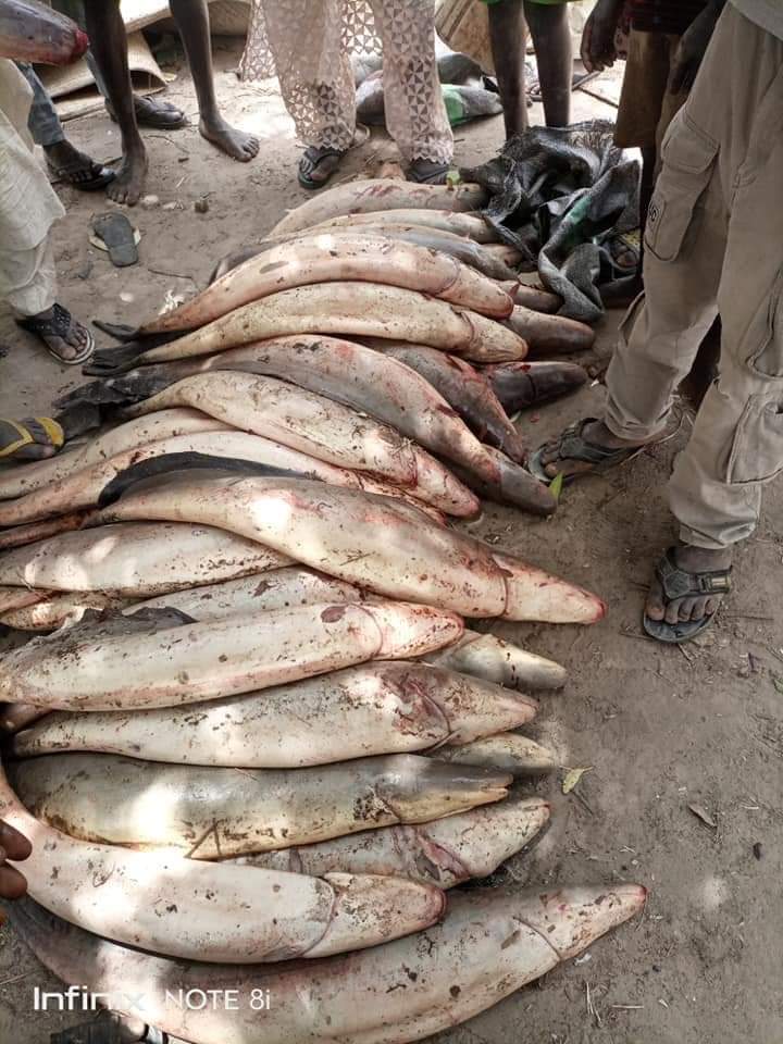 Fish from Juluri town of Yobe State in Bursari local government. #LifeinArewa