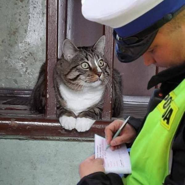 peterchaychay's tweet photo. What have I done wrong officer??😡 https://t.co/yvxDVBmVAZ