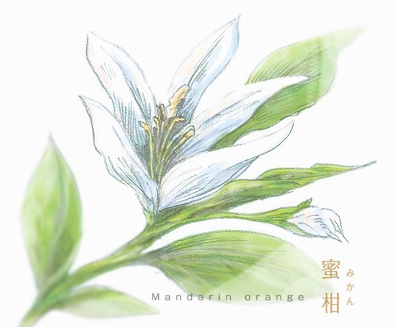 みかんの花のtwitterイラスト検索結果