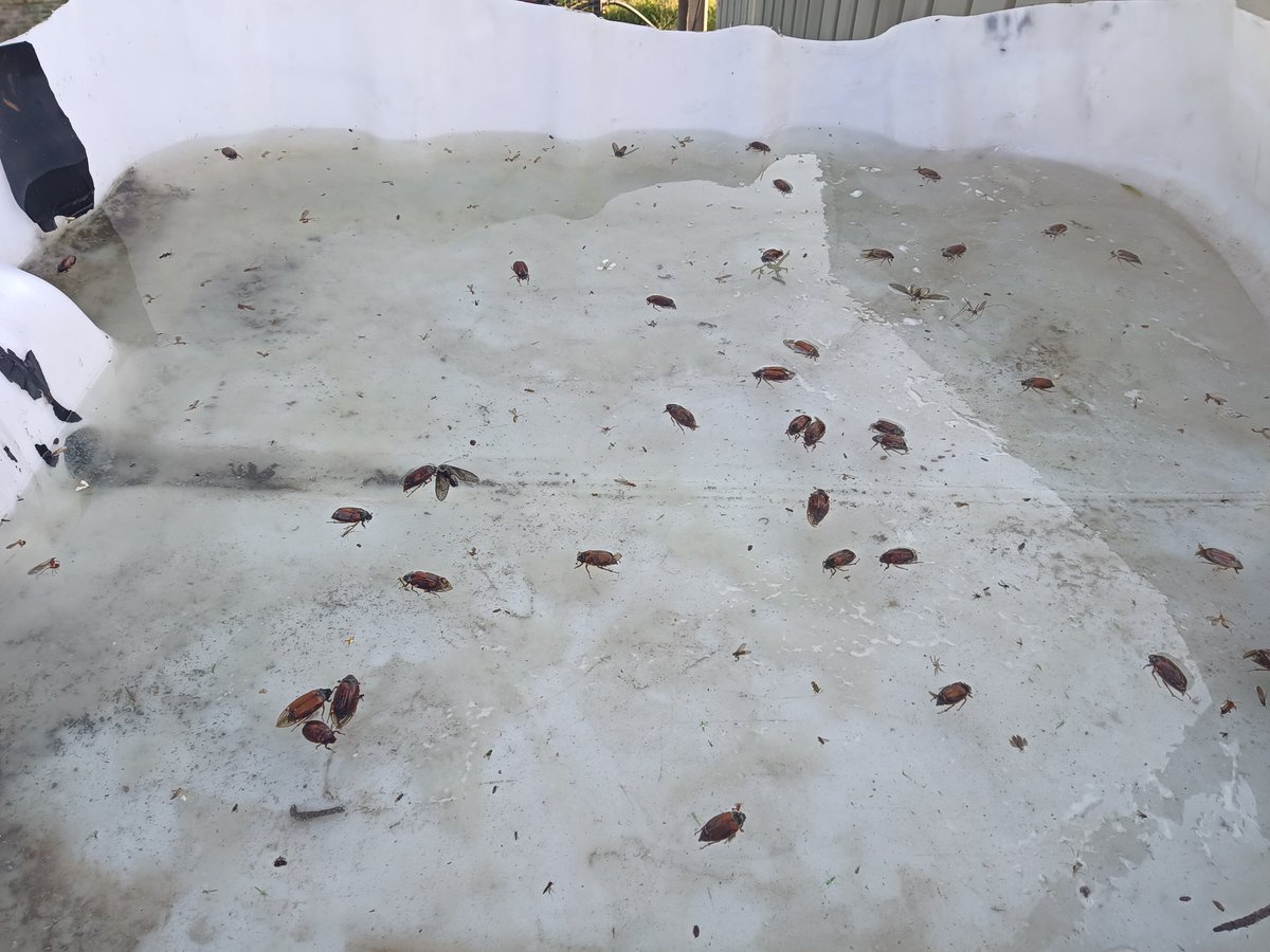 Meikevers vangen dmv bouwlamp en een bakje water met zeepsop.
#meikever #boomkwekerij