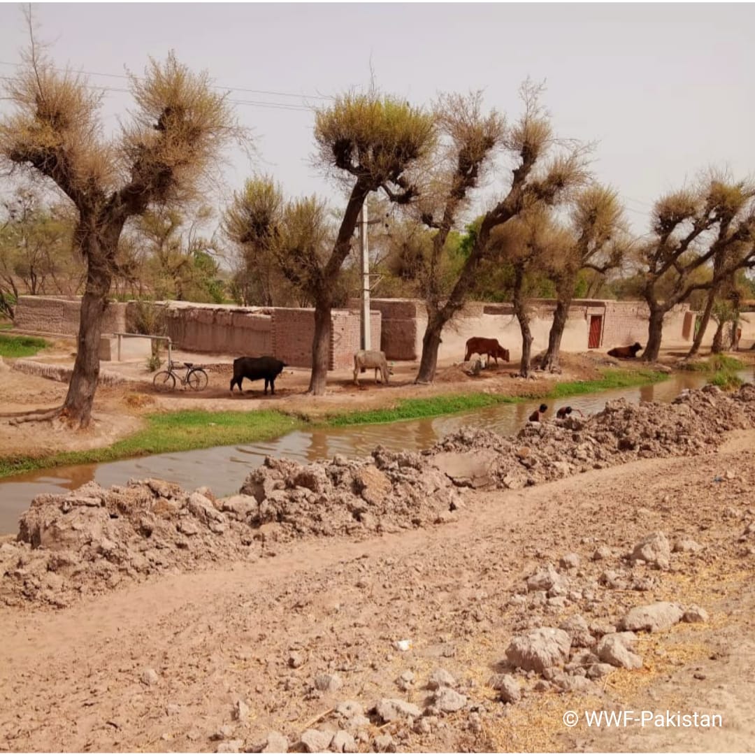 WWFPak's tweet photo. Rising temperatures and heat waves exert massive effects not only on human health but also on agriculture, livestock and availability of water. https://t.co/bx0JVneBLp