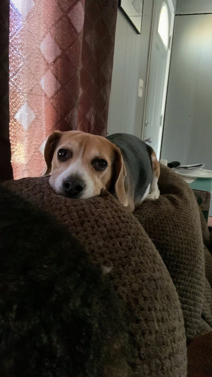ConnAndBellaBea's tweet photo. βI get what I want when I make this face.β
~Connor
#PleaseMom #How2PlayMom #Beagle https://t.co/8qBnCdRi4t