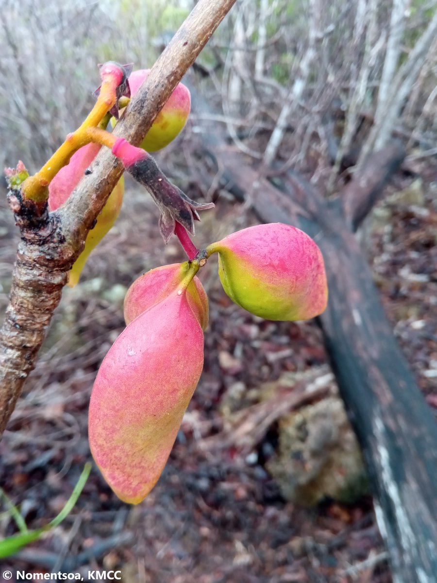 Hildegardia erythrosiphon (IUCN LC), #Malvales, #Malvaceae, is a tree, endemic to the dry and subarid forest in the Northern, western and southern #Madagascar, observed at # Montagne des Français PA. @TeamKMCC <a href="/CommunityCEPF/">CEPF</a>