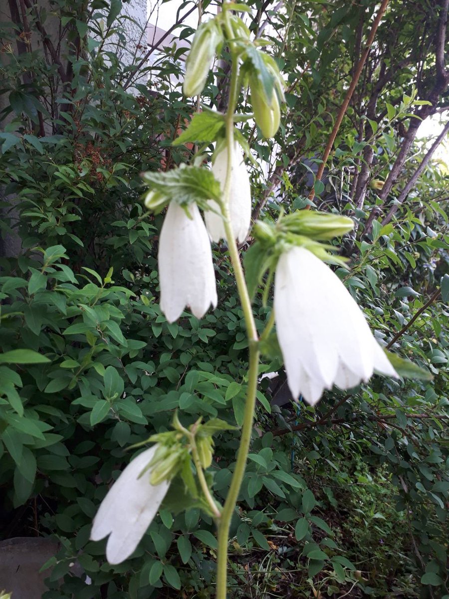 庭のホタルブクロが咲きました。

己が火を　木々に蛍や　花の宿
芭蕉

近所の川で蛍がみられるのはもう少し先になりそうです。

#俳句 ＃芭蕉　#花写真　#ホタルブクロ