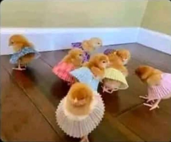A batch  of short girls in round skirts 😃