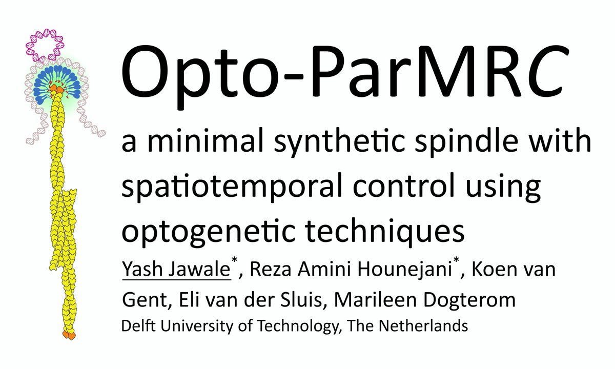 Let's shine some light🔦on an active DNA🧬segregation system for a synthetic cell🦠Opto-ParMRC
#SynCell2022 #SyntheticCells #SynBio