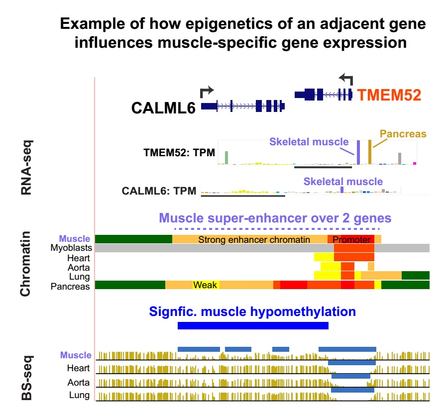 Epigenomes_MDPI's tweet photo. Epigenetics of Skeletal Muscle-Associated Genes in the ASB, LRRC, TMEM, and OSBPL Gene Families (by Melanie Ehrlich et al.)
https://t.co/1nxyUzgPiB

#Genefamily #epigenomics #DNAmethylation https://t.co/Z56dPfbAc3