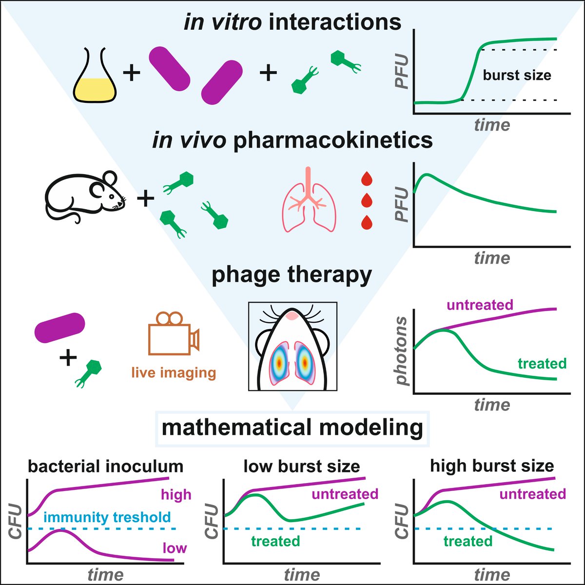 Bacteriophage Lab Institut Pasteur (@phagepasteur) on Twitter photo Check out the latest version of our joint work by Raphaëlle Delattre from <a href="/PhagePasteur/">Bacteriophage Lab Institut Pasteur</a> and Jérémy Seurat from <a href="/IAME_Center/">IAME Research Center</a> now online at <a href="/CellReports/">Cell Reports</a>. Congrats to both of them for this intense work and to our colleagues <a href="/jeandamienricar/">Jean-Damien Ricard</a> and Jérémie Guedj.
cell.com/cell-reports/f… Check out the latest version of our joint work by Raphaëlle Delattre from <a href="/PhagePasteur/">Bacteriophage Lab Institut Pasteur</a> and Jérémy Seurat from <a href="/IAME_Center/">IAME Research Center</a> now online at <a href="/CellReports/">Cell Reports</a>. Congrats to both of them for this intense work and to our colleagues <a href="/jeandamienricar/">Jean-Damien Ricard</a> and Jérémie Guedj.
cell.com/cell-reports/f…