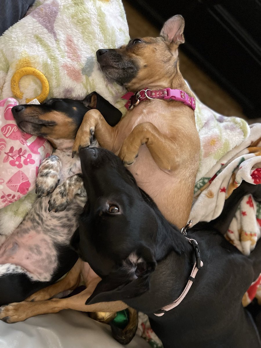 Robert Dufresne tweet media