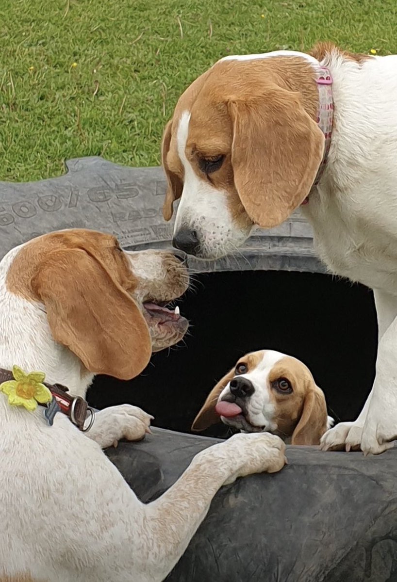 WirralBeagles's tweet photo. Gerra room you 2 😏beaglebugclub🐞 https://t.co/gKm5cmVFuc