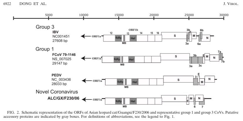 SixandLaura's tweet photo. Detection of a Novel and Highly Divergent Coronavirus from Asian Leopard Cats and Chinese Ferret Badgers in Southern China (2007)

#SARSCoV2_timeline #Spring2007
#ORF Group 1 &amp; 3 #coronaviridae #nCoV avian (turkey, goose) #IBV #fCoV #PEDV porcine, rat #MHV
https://t.co/QhTb0L0LH4 https://t.co/9YWdk3a0yM