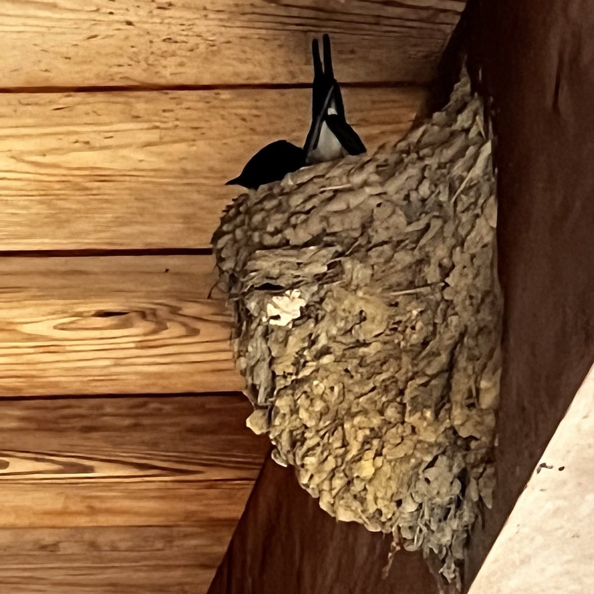 藤原 均 備前焼きぐい呑み✖️2