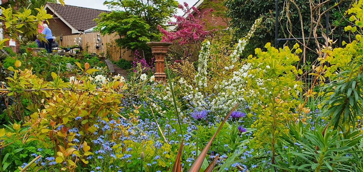 Fri 20th May 2pm – 5pm  23 St Johns Road, Rowley Park, Stafford ST17 9AS. ngs.org.uk/view-garden/19…. 
Walled plantaholics garden accessed through steps or steep slope. Bulbs &amp; shady woodlanders, herbaceous plants &amp; climbers. Cakes, plants, adm £4 child free.