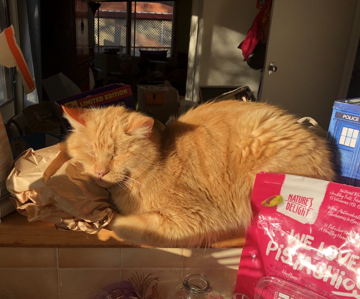 mummycrit's tweet photo. Cat deals with a messy kitchen. #cat #cats #BreadPillow https://t.co/ogn962mqf3