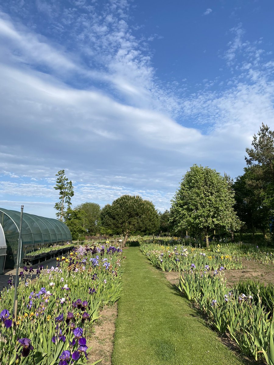 Now is a great time to visit! The beds are getting into full bloom and we still have potted irises for sale as well as many #peatfree #perennialplants too! #fullbloom #irisseason #flowerpower #beardedirises #irislove #lincolnshirenursery #irises