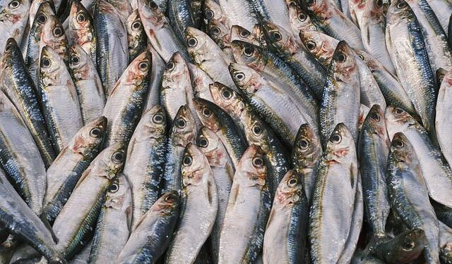 pesceinrete's tweet photo. Pesca dell’#aringa dell’Atlantico, assegnati 11 milioni di USD. L'azione arriva in risposta al disastro della pesca del 2019.
https://t.co/8LAjOZXCkS https://t.co/aJjJfPAwH1