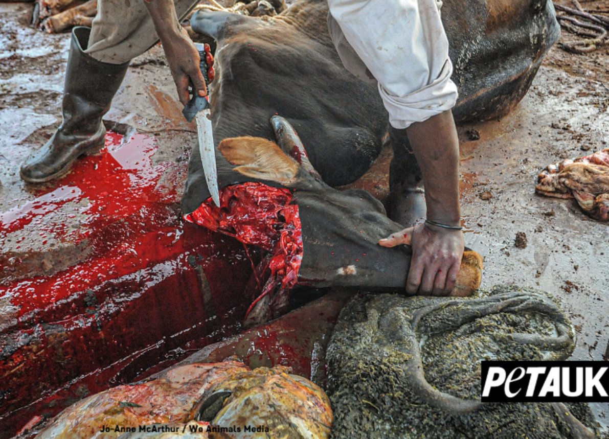 PETAUK's tweet photo. ⚠️ if you can't look at it, then don't fund it. 
Animals are not fabric. 
Don't buy animal leather. https://t.co/RlIcsKfnVq