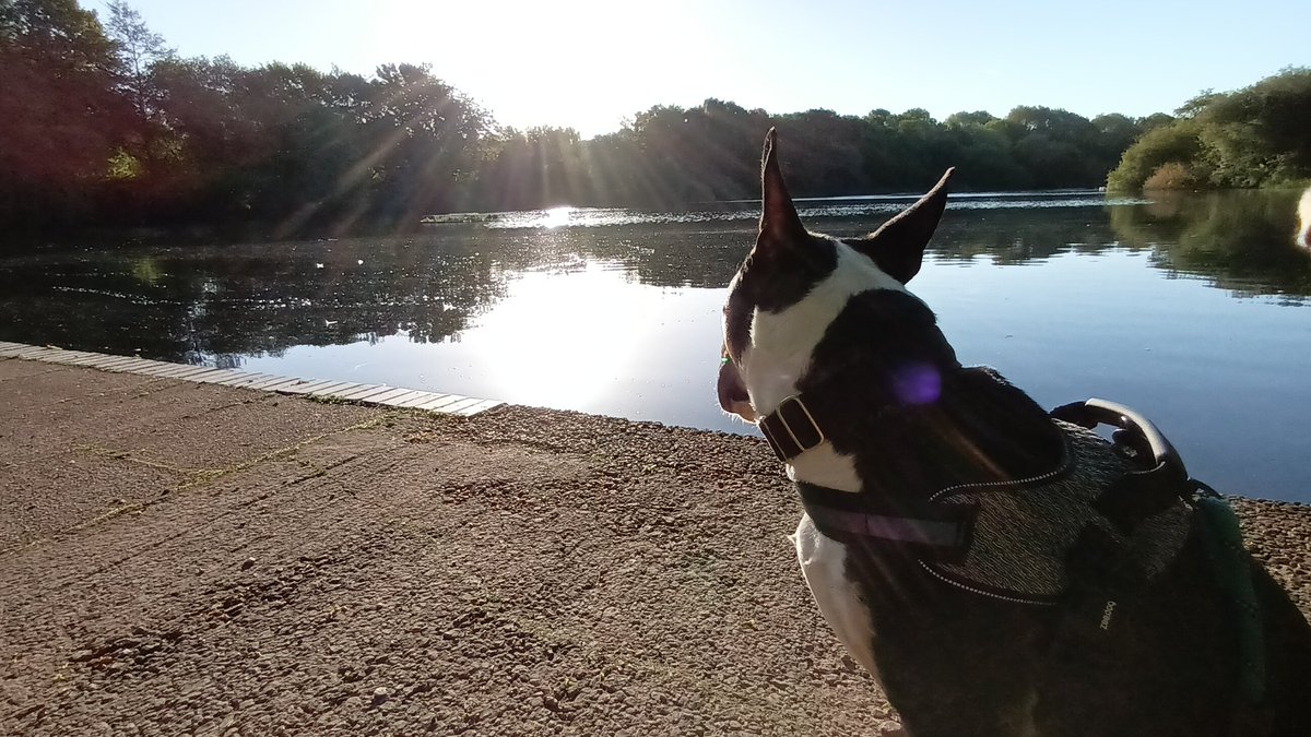 Lovely early morning walk with Big Frank &amp; nice to see all the new life hatching around the lake! 🥚🦆🐾🐕‍🦺