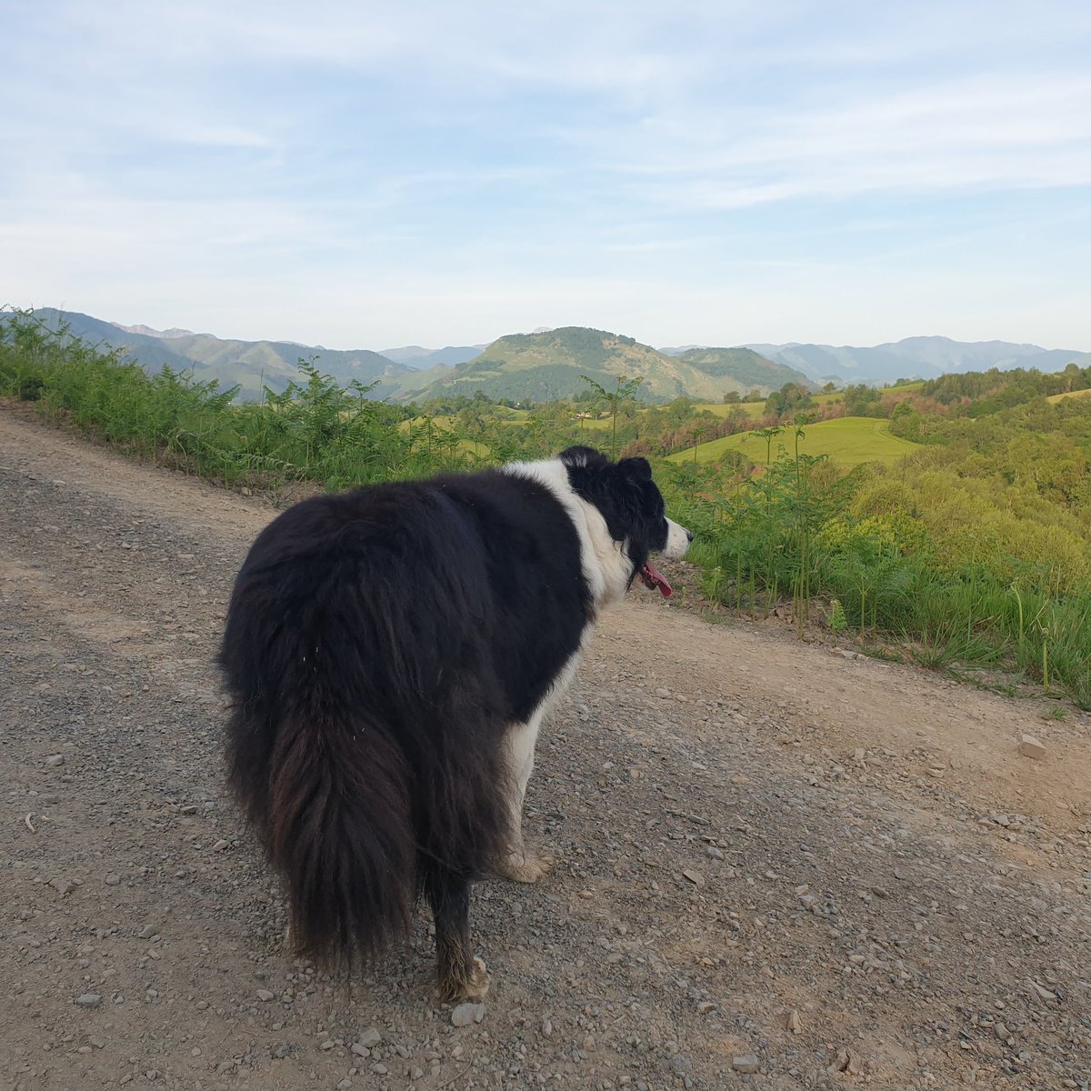 reverberg's tweet photo. Early morning walk - it's going to be another hot day @BCTGB https://t.co/IHKLMFgK5R