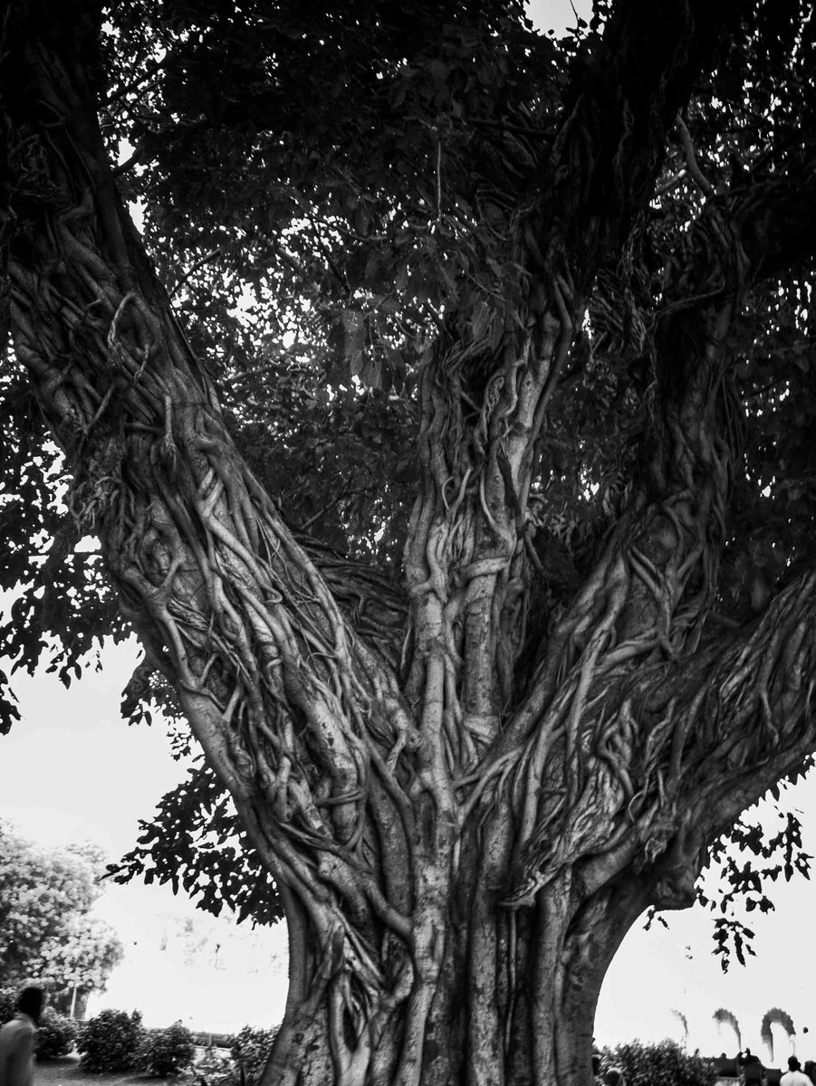 mehasadi's tweet photo. Good morning my good friends
The tree of your life is full of freshness 😊🙌🍎 https://t.co/KRqRuNeByK