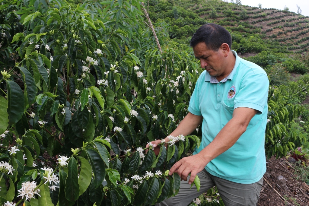 LET'S CHAT: EL ROMERILLO 📢⁠
⁠
San Ignacio, the home of Miguel Ramirez and his farm is located far up in the country’s northern Andes mountains. The region’s high altitudes, healthy soils, and cooler temperatures all support production of the highest calibre of quality.