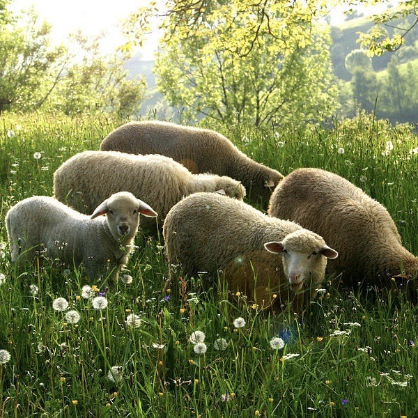 🌿🌼🧺 (@peacozy) on Twitter photo 