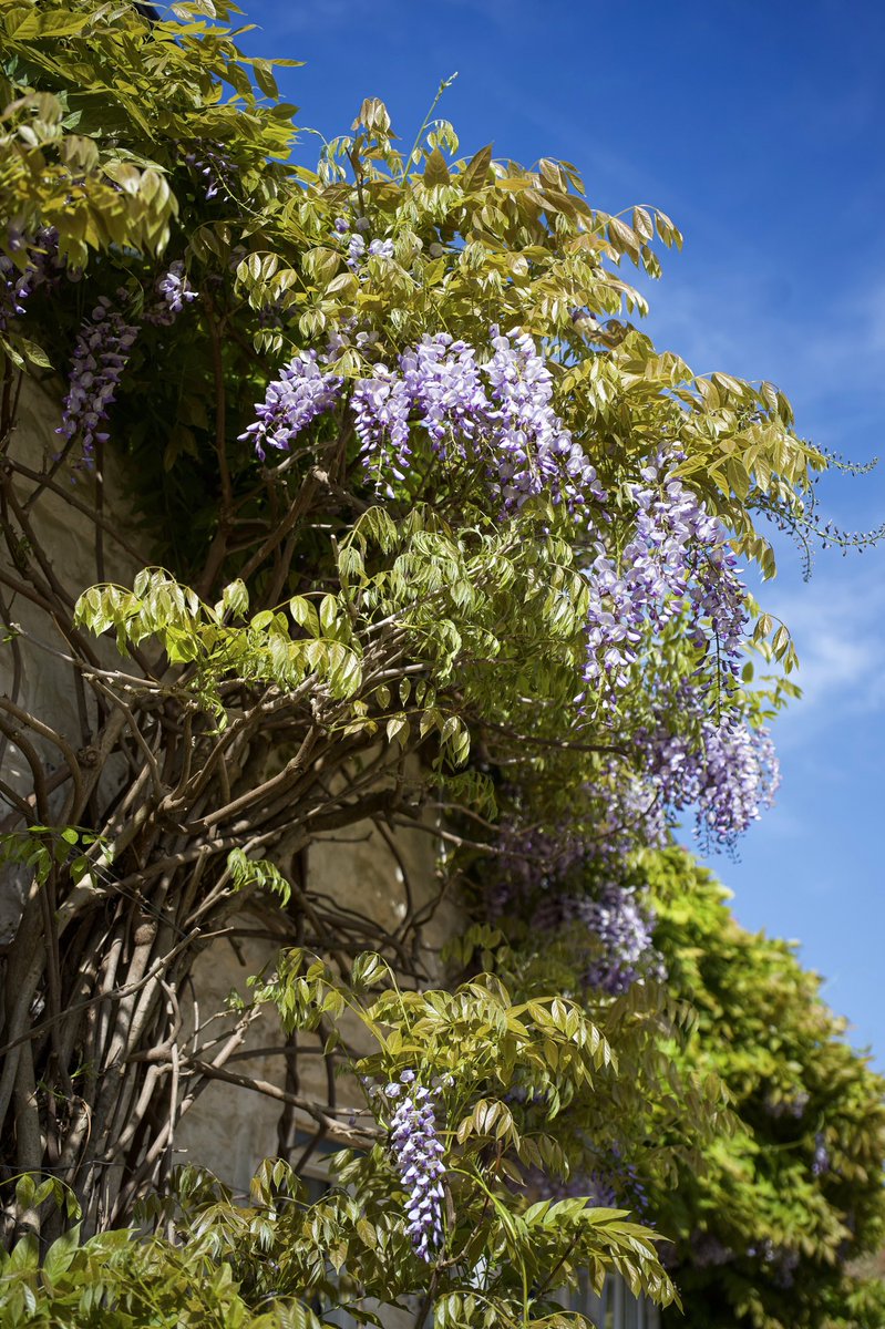 thegintrapinn's tweet image. Wisteria in full bloom. Always a favourite time of the year.

#wisteriaflowers #beautifulspring