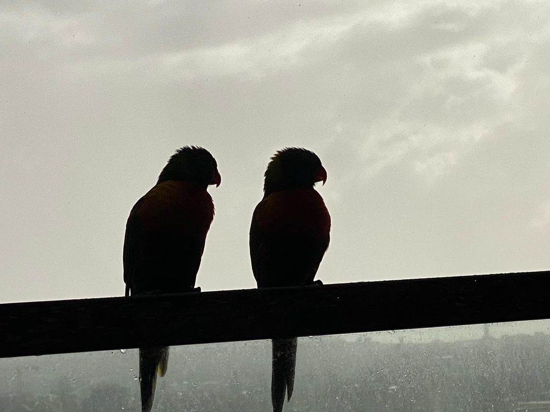 RyanCorrNews's tweet photo. 📷 Photo by @Ryan_Corr in Sydney, NSW, Australia on Tuesday 10th May 2022. 🎞️🇦🇺🦜

➤ @RyCorr: https://t.co/vfDIUgMfIn

#RyanCorr #Parrots #Birds #Sydney #Australia #BlueWaterHigh #WolfCreek #TheWaterDiviner #HoldingTheMan #HacksawRidge #Bloom #Below #HighGround #HouseOfTheDragon https://t.co/xfaLl6pcgR