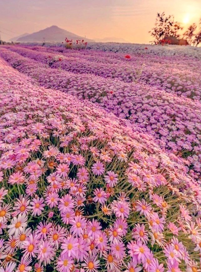 花海