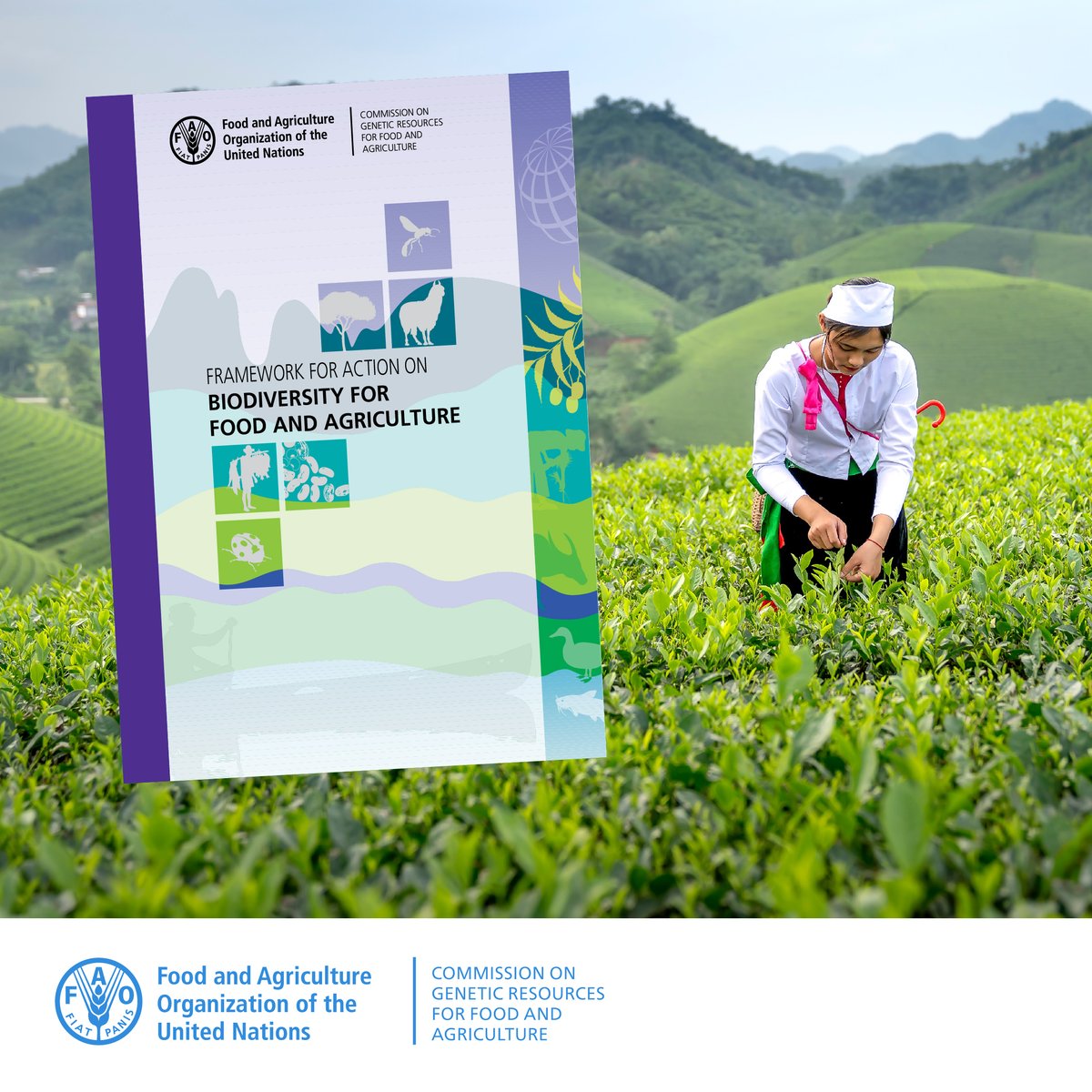 Most components of #biodiversity for food and agriculture are under threat and declining. 
The Framework for Action on Biodiversity for Food and Agriculture presents over 50 actions to help👇
doi.org/10.4060/cb8338…
#CGRFA #Post2020