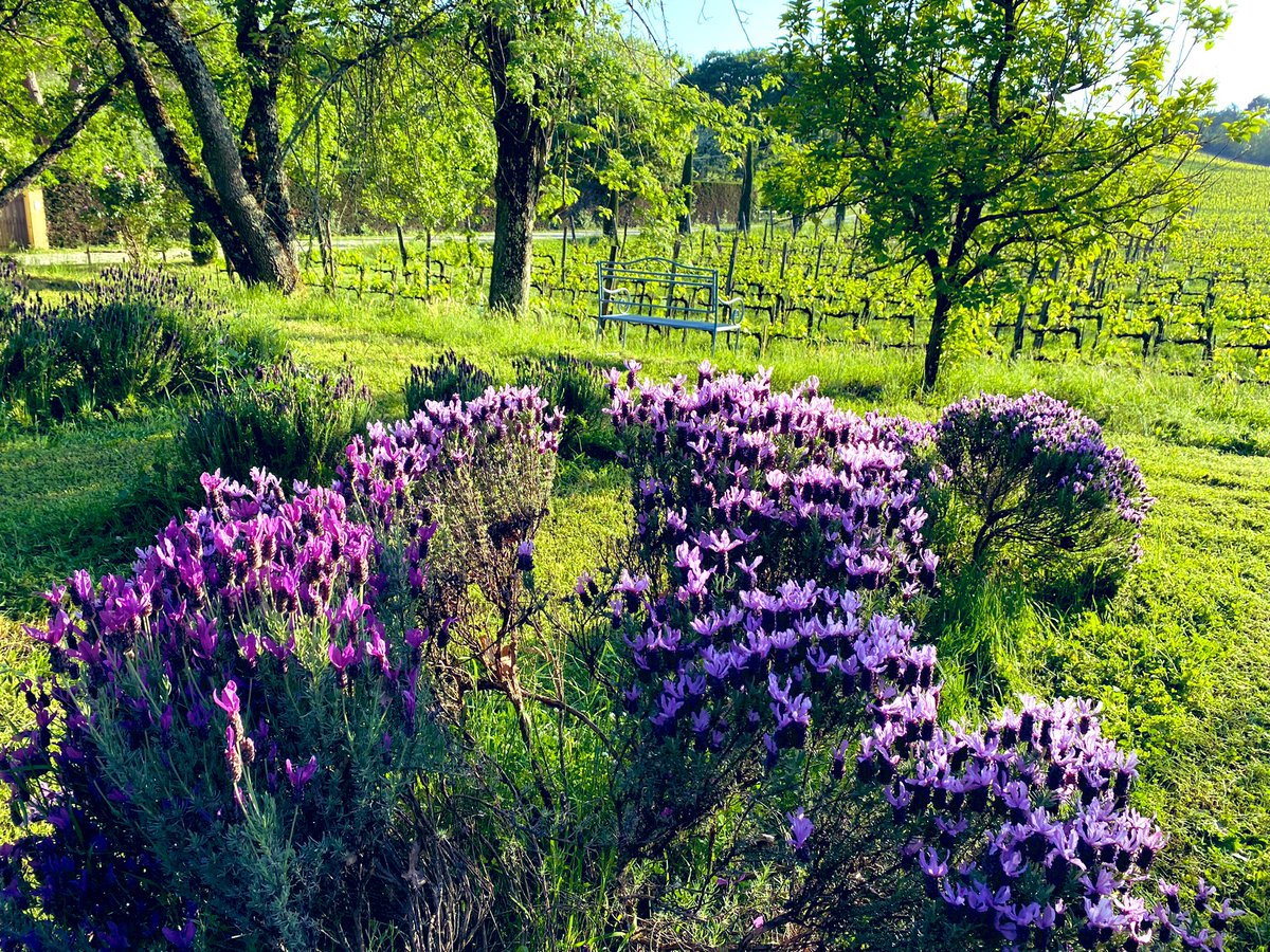 rossellaronconi's tweet photo. #Meraviglia, #bellezza, #colore e #fragranza… Il tutto in un campo di lavanda…
#BuongiornoATutti https://t.co/TRseVqOUnP