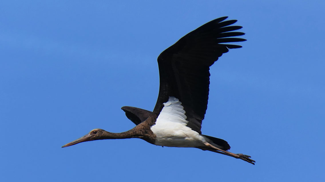 kupac1's tweet photo. A young Black Stork (Ciconia nigra) in flight. #birdsofhungary #birdsofeurope #storks #waders https://t.co/CE4fjHpNyB