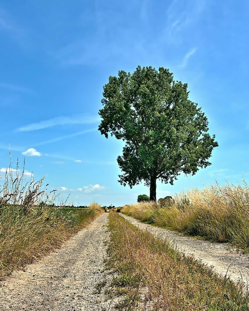 Ein anderer Weg. 

Letztes Jahr bin ich oft bis hierhin gelaufen und dann von hier aus zum Benther Berg. Kurz hinter dem Baum - also vor dem Foto 🙃 - beginnt ein Wald namens "Großes Holz". Der ist so berühmt, dass ihn Instagram nicht kennt 😅.

#lowan… instagr.am/p/CdsI5xrIGwD/